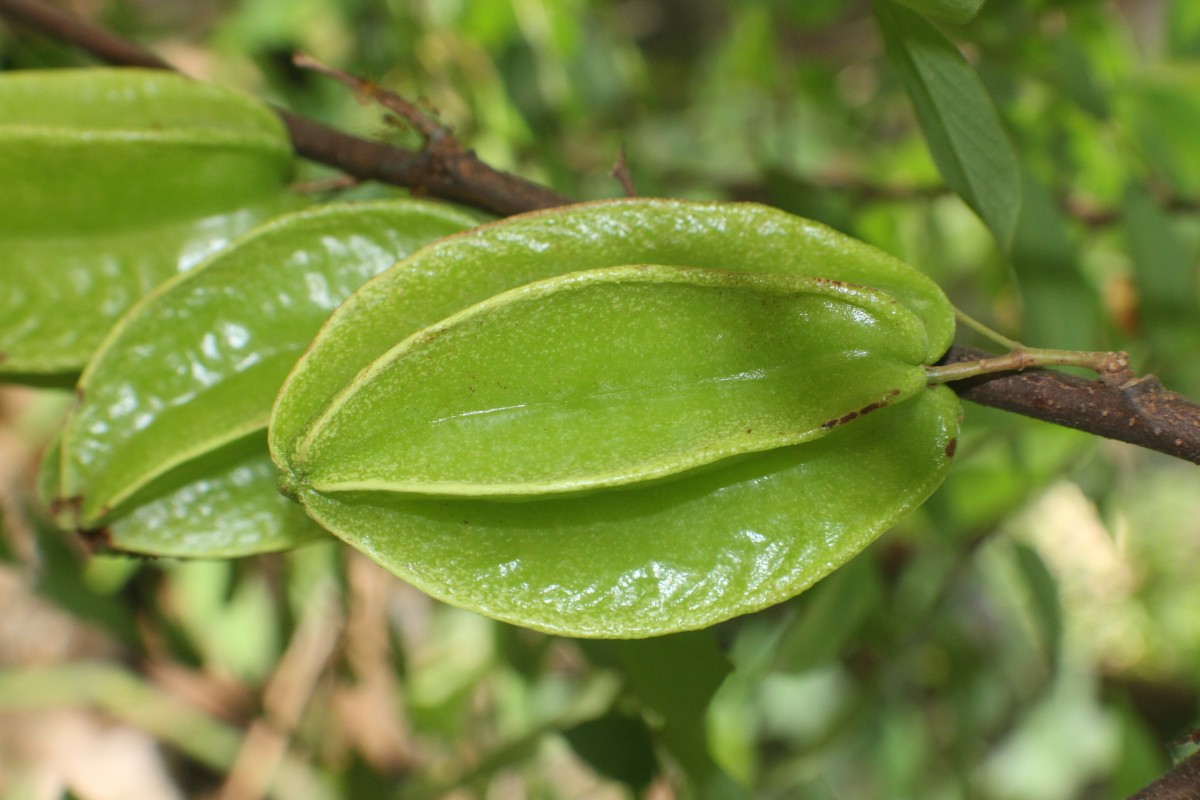 Averrhoa carambola L.